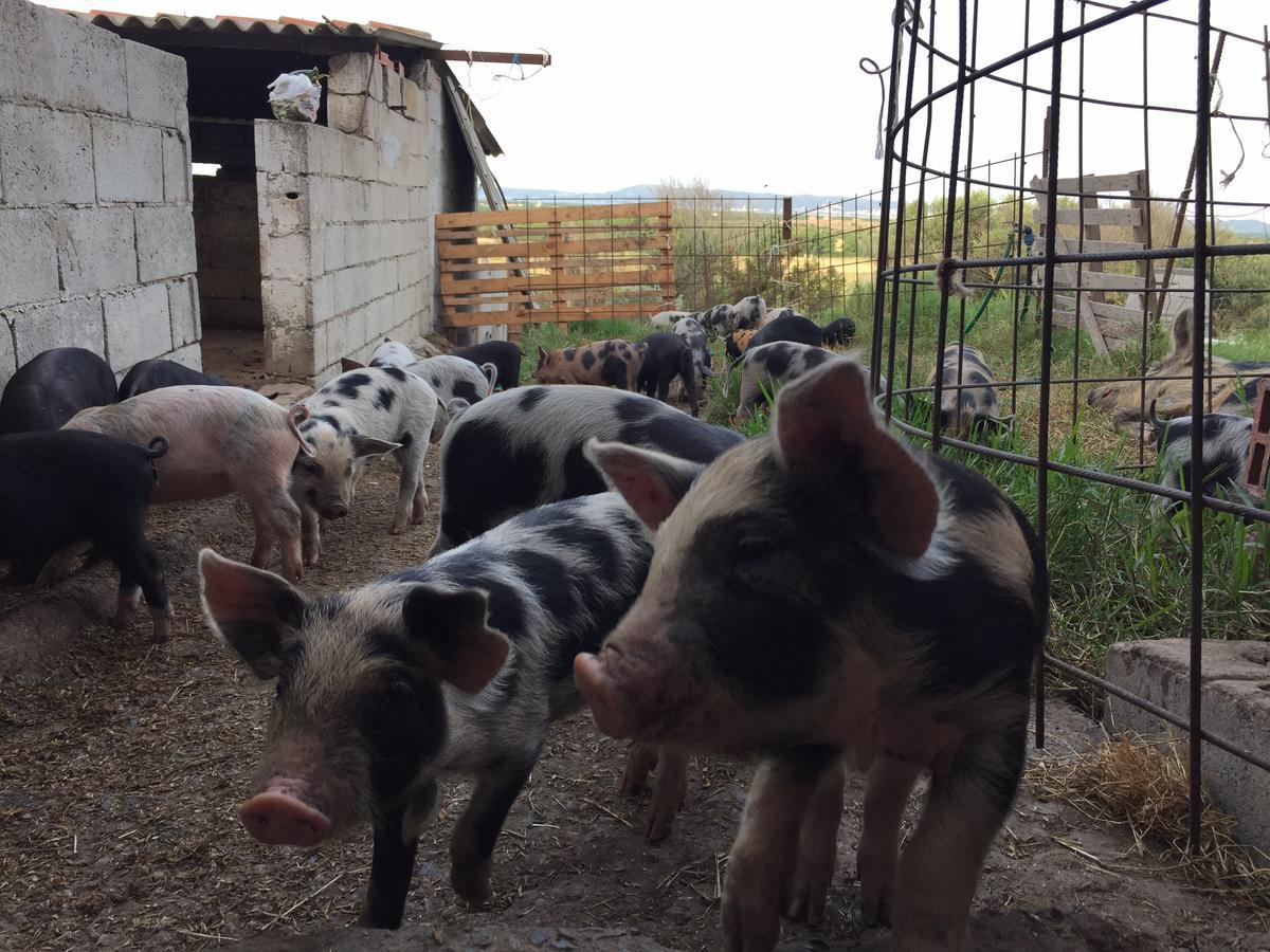 Agriturismo Su Meurreddu Tratalias Ngoại thất bức ảnh